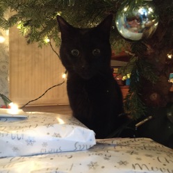 Leo under the tree!
