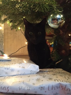 Leo under the tree!